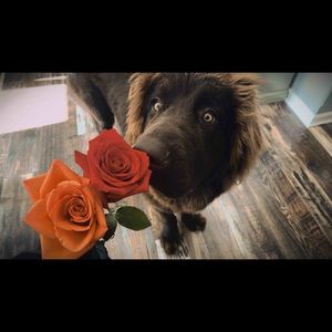 Meet your Posher, Jordan